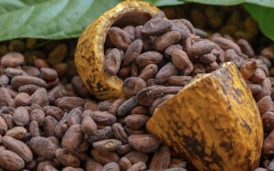 Les écorces de cacao : Une découverte savoureuse et bienfaisante alliant plaisir et gestion du poids