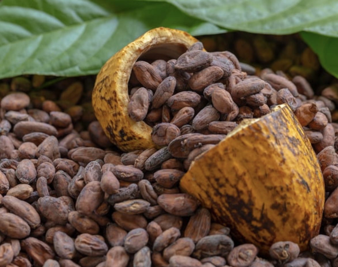 Les écorces de cacao : Une découverte savoureuse et bienfaisante alliant plaisir et gestion du poids
